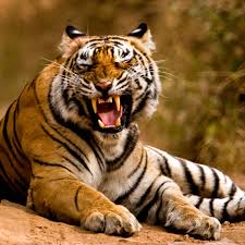 Today, the tiger is classified as. India S Wild Tiger Population Rises 33 In Four Years India The Guardian