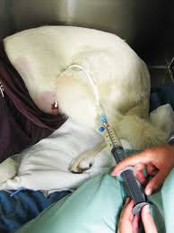 Most cats are not bothered by the tubes at all! Using Feeding Tubes In General Practice