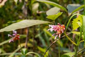 Image result for Rauvolfia mombasiana