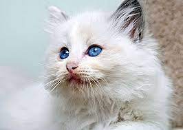 Warna yang unik, kepala berbentuk baji yang panjang dan mata biru terang membezakan haiwan dari pada masa ini, lebih daripada empat puluh kucing kucing siam dikenali, mempunyai pelbagai pilihan pewarna bulu: Kucing Comel Kucing Dengan Mata Biru Cantik 2021