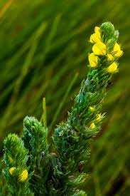 Image result for Brachycorythis inhambanensis