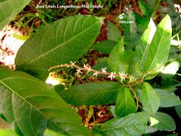 Image result for Petiveriaceae