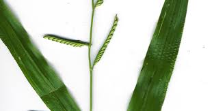 Image result for Urochloa semiundulata