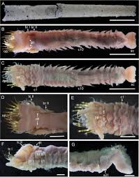 Image result for Acritochaete