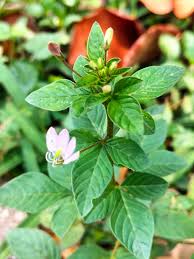 Image result for Cleome rutidosperma