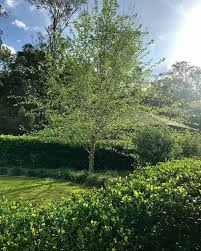 Brisbane trees | four common street trees. Creating Street Appeal With Feature Trees Manawee Garden Centre