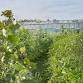 Growing Perennial Vegetables – The Future of event image