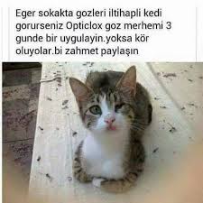 Desire Tek Google Hayvan Sozleri Hayvan Haklari Kedi