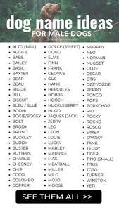 Whether you're looking for a dog name that really suits a chihuahua or other mexican breed, a name that's compatible with your heritage, or you simply love the sound of spanish language names, there are quite a few hispanic puppy names to choose among. 85 Cute Unique Boy Dog Names Dog Names Boy Dog Names Cute Dog Names Boy