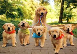 Lsland puppies, is an online advertising source. Puppies For Sale Long Island Island Puppies