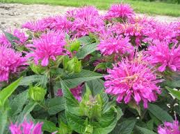 Монарда лимонная «Диана»