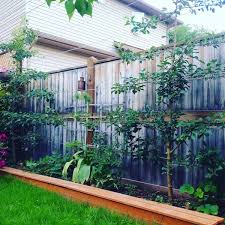 Fruit trees are often grown horizontally (diagram a) to maximize fruit set. Save Space And Increase Yield With Espalier Fruit Trees Dustinbajer Com
