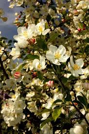 Maybe you would like to learn more about one of these? Pin By Shari Widdicombe On My Personal Photography White Tree Flowers Photo