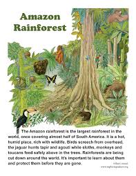 When most of us think of animals in the amazon, we think of the impressive megafauna like giant snakes, parrots, jaguars, monkeys, and poisonous frogs. Amazon Rainforest Of South America