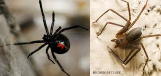 With an adult's help, wash the bite well with soap and water. Raid How Do I Get Rid Of Spiders