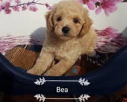 Pin Su Annunci Animali