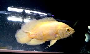 Memiliki warna dasar putih dengan corak bintik bintik bludru berwarna emas kemerahan. 73 Gambar Ikan Oscar Albino Terbaik Gambar Pixabay