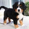 See puppy photos, health info & reviews. 1