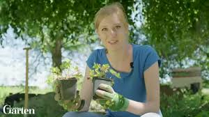 Baumscheiben und trocken schattige geholzbereiche neue. Bodendecker Fur Den Schatten Die Besten Arten Mein Schoner Garten