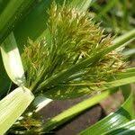 Image result for Rhynchospora corymbosa