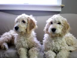Puppies are raised in my home. Goldendoodle Puppies Dogs For Sale In Michigan F1 Black Mountain Goldendoodle Goldendoodle Puppy Labradoodle Puppies For Sale