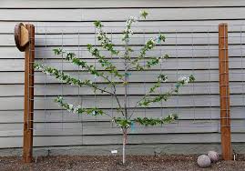 More images for free standing trellis with base » Free Standing Garden Trellis