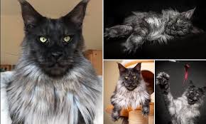 The main colors and patterns Meet The Majestic Cat Whose Fancy Fur Has Led Him To Gain Thousands Of Followers Online Daily Mail Online