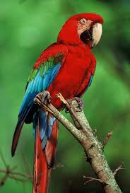 Tropical Rainforest Bird Jpg Biological Science Picture Directory Pulpbits Net