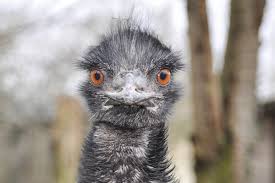 At emu you will be joining a university with one of the oldest cross cultural programs in the country. Australian Pub Will No Longer Allow Emus On Premises Report Door