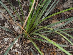 Image result for Xanthorrhoea australis