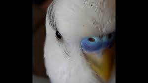 Muhabbet Kusunuz Cok Mu Isiriyor Animals Owl Bird