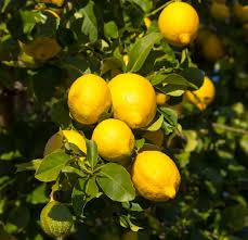 Image result for Citrus × limon