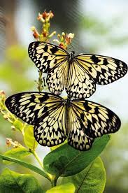 In A Perfect World Mariposas De Colores Hermosa Naturaleza Fotos De Mariposas