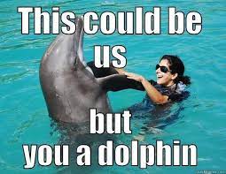 Animalsocialcompany Posted To Instagram Dolphins Dolphin Oceanlife Dolphin Memes New Funny Memes Funny Dolphin