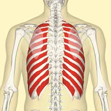 Now label the diagram in your workbook! File External Intercostal Muscles Back Png Wikipedia