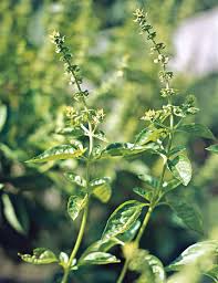 Image result for Ocimum basilicum