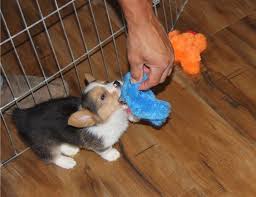 It is one of two breeds known as a welsh corgi. Corgi Puppies For Sale Manilla In 262114 Petzlover