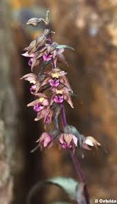 Image result for Epipactis africana
