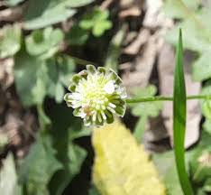 Image result for Cotula australis