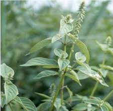 Image result for Achyranthes