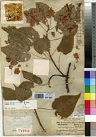 Image result for Dombeya torrida