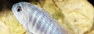 Five Easy To Care For Cichlids | Bechewy