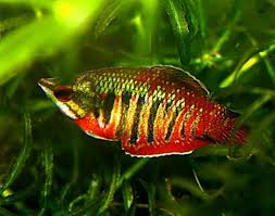 When I Fall In Love With Samurai S Ladies Tropical Fish Tanks Freshwater Aquarium Fish Aquarium Fish