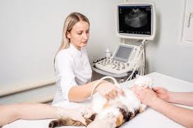 There are 471 ultrasound scan for sale on etsy, and they cost nz$34.17 on average. Selecting The Best Veterinary Ultrasound Machine National Ultrasound