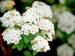 Image result for Spiraea