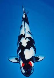 More images for gambar ikan koi 3d di jalan » Vann Djail Fendy Holick Profil Pinterest