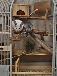 Cage Pictures Page 9 Chins Hedgies Chinchilla Pet Chinchilla Cage Dog Tags Pet