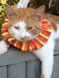 Bird Safe Cat Collar Clancy In Montana Takes A Moment To Get His Thoughts Together During A Rest Break Crazy Cats Cat Accessories Cat Art