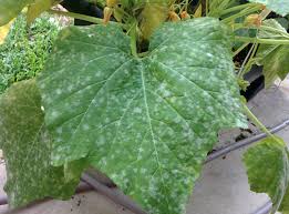 They are especially concentrated near the leaf producing section of the plant. White Dots On Yellow Squash Leaves Imgur