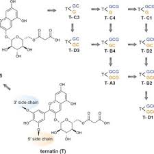 Image result for Clitoria kaessneri